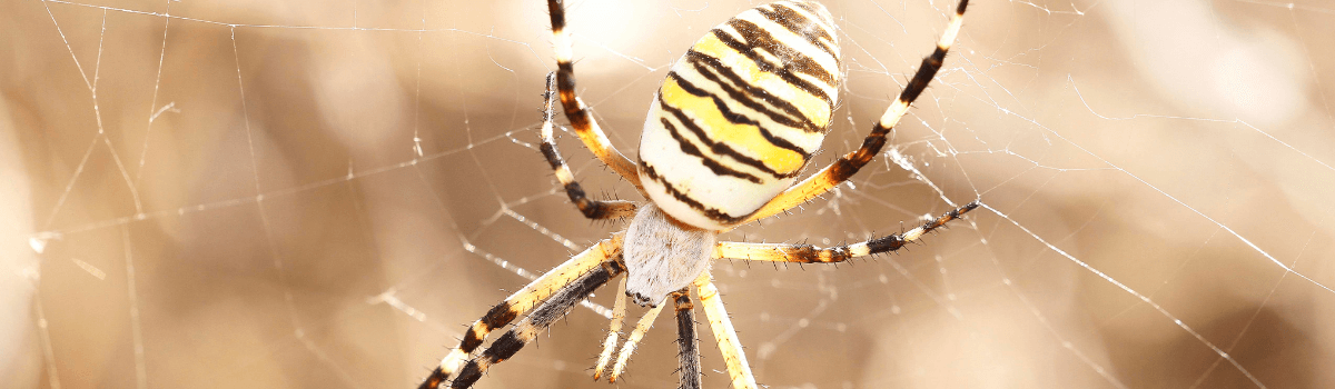 Yesos del Oligoceno / Anticlinal de Barbastro. Barbastro